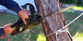 How Our Tree Care Process Works  in Clermont, IN